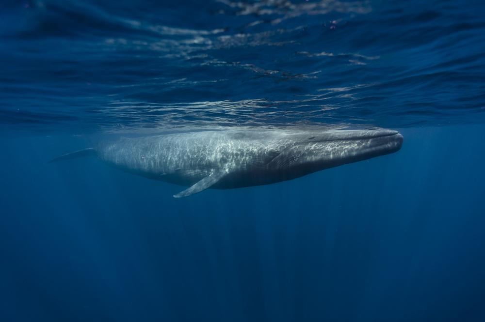 Observer la baleine bleue au Sri Lanka !