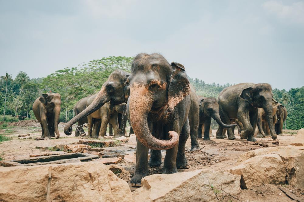 Les animaux à voir au Sri Lanka