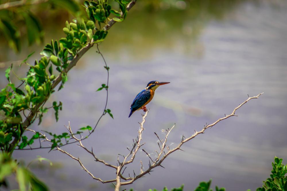 Trois parcs nationaux moins fréquentés à visiter au Sri Lanka