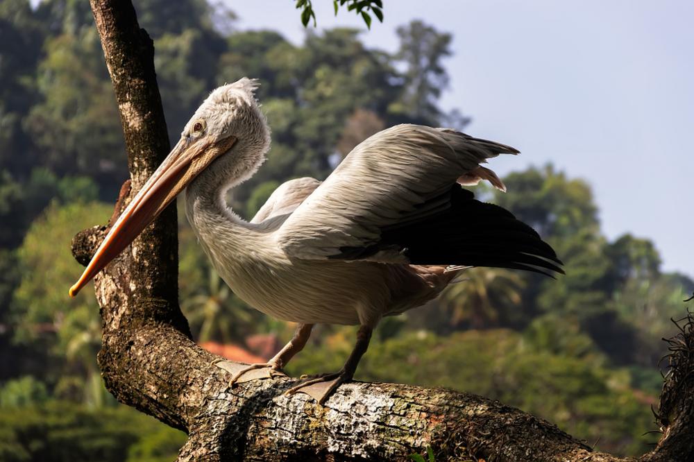 Les animaux à voir au Sri Lanka