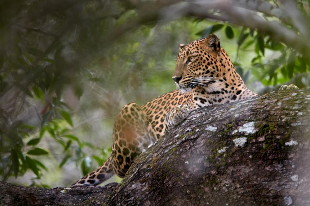2 parcs nationaux idéaux pour un safari au Sri Lanka