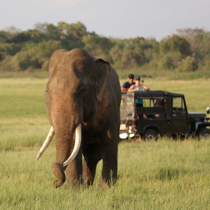 Les animaux à voir au Sri Lanka Mai Globe Travels